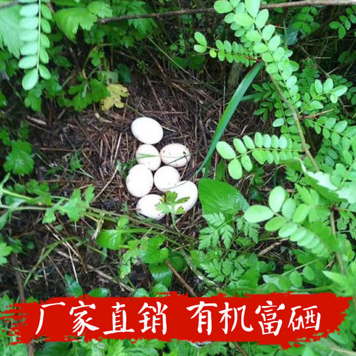 有机富硒  桃花垭纯正鹊山鸡蛋 商品图1