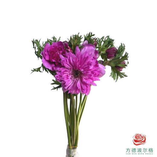 银莲花-玫红色（30厘米） 商品图1