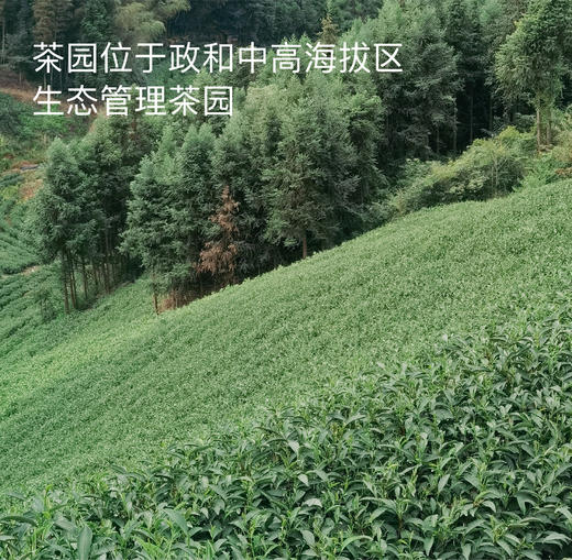 拥野·梅占红茶 5gx12袋/盒 商品图6