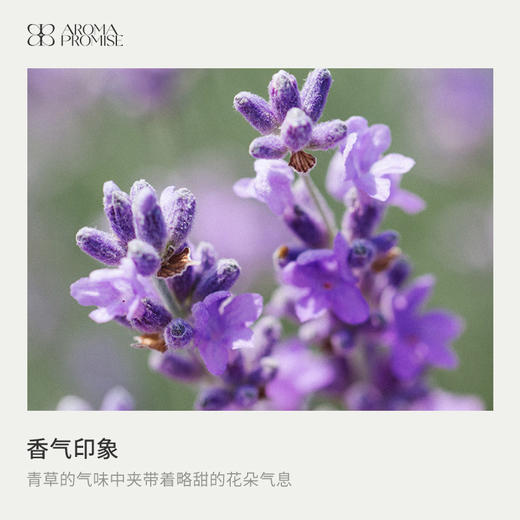 甜蜜爱人礼盒套装 甜橙精油＋真正薰衣草精油＋葡萄籽油 商品图3
