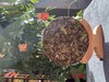 辰龙神韵龙年生肖饼 商品缩略图2