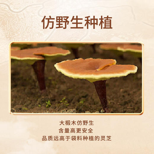 天江丨破壁灵芝孢子粉胶囊 甄选原料 富含孢子油 送亲朋 送长辈 商品图2