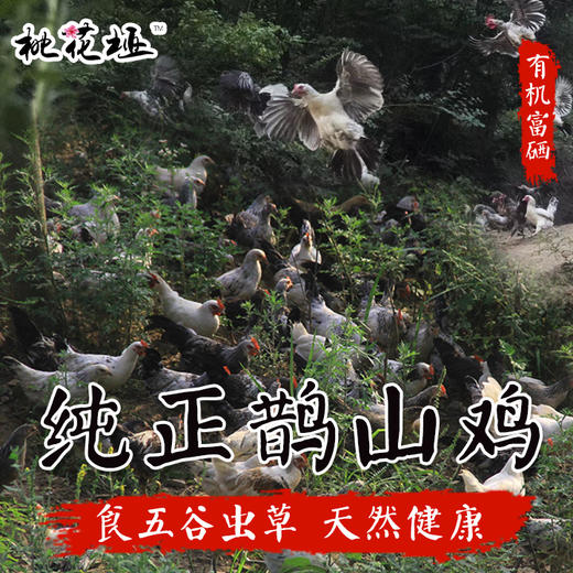 【活动买一送一】有机富硒  桃花垭纯正鹊山鸡 商品图2