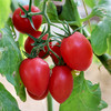 农家千禧圣女果 小番茄  小西红柿  新鲜采摘  酸甜可口  满嘴爆汁  1斤 商品缩略图3