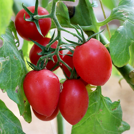 农家千禧圣女果 小番茄  小西红柿  新鲜采摘  酸甜可口  满嘴爆汁  1斤 商品图3