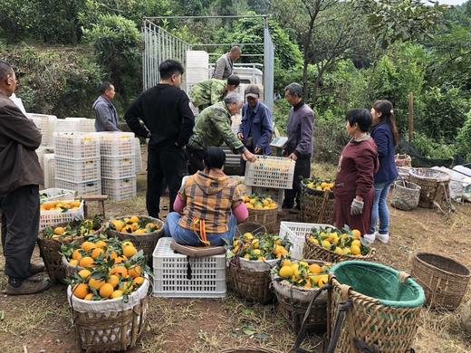 【爱媛果冻橙】 果冻口感 柑橘皇后 可以吸着吃的果冻橙 甜度13以下不采摘 5斤8斤CC 商品图13