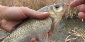  做到这4点，深秋轻松就能板鲫爆护！ 