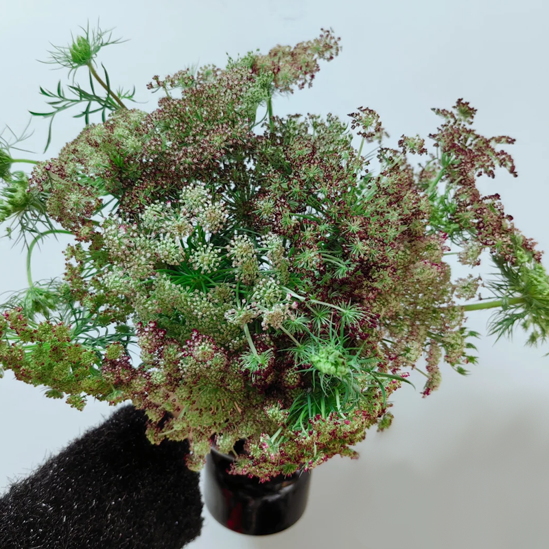 蕾丝 10支/扎 以实物为准 云南基地发货（价格已包含包装费用） 运费以实际为准，多退少补。）