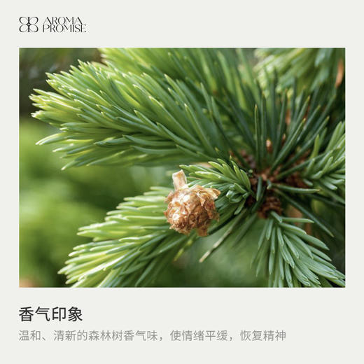 西伯利亚冷杉精油 清新的森林树香气味 净化呼吸道 顺畅呼吸 商品图1