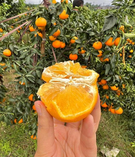【爱媛果冻橙】 果冻口感 柑橘皇后 可以吸着吃的果冻橙 甜度13以下不采摘 5斤8斤CC 商品图10