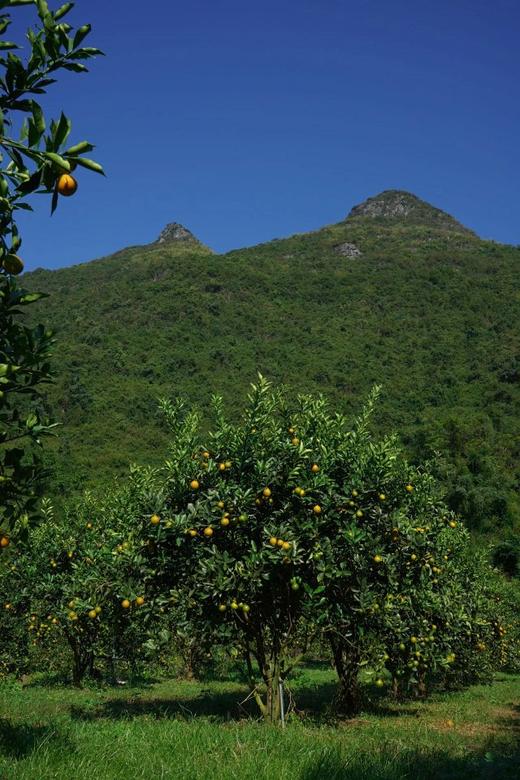 脆蜜金柑【SGS无农残检测】超甜超润融安金桔 0酸涩感 核心产区 脆甜水嫩 精选一级果 京东/顺丰发货 商品图6