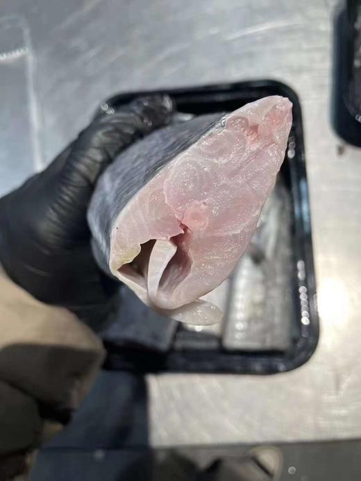 舟山野生雷达网 带鱼段 商品图7