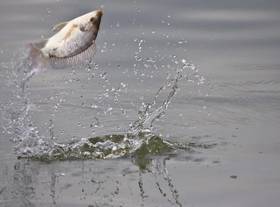  【老粉必看】你还认识这支鱼竿吗