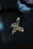 捉一只翡翠宝蝶，过个华丽丽的新年 商品缩略图1
