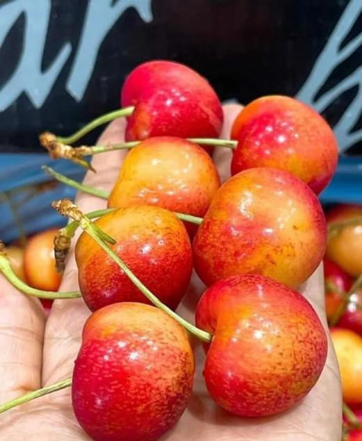 今年首批|车厘子届的“劳斯莱斯”黄金车厘子！全球顶流的美味 超好吃！ 商品图3