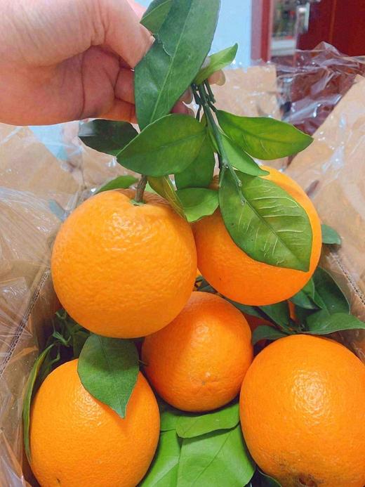 赣南脐橙 【3斤】 商品图0