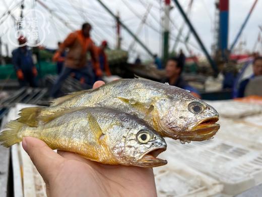 正宗的舟山野生小黄鱼2斤装 商品图3