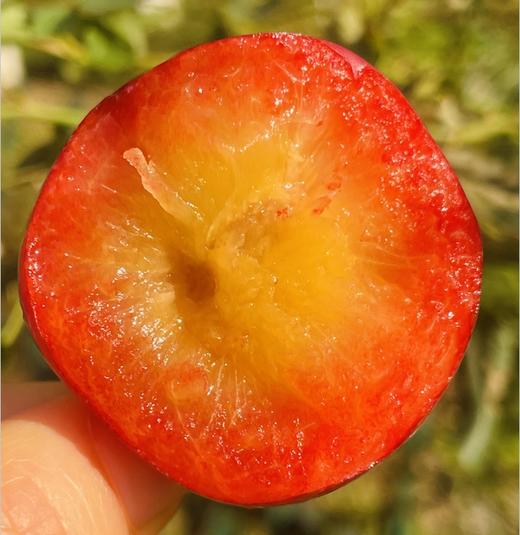 智利樱桃李🍒 樱桃与李子的完美“混血”结合 ，看起来像李子，吃起来比樱桃还甜美😘😘橘黄色果肉娇艳欲滴，咬一口蜜汁四溅，细致脆爽，甜蜜里透着点酸，味道太足了～ 果子最佳熟度，绝味好吃😋😋♥️ 商品图4