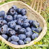 云南花香脆甜蓝莓 商品缩略图0