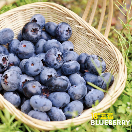 云南花香脆甜蓝莓 商品图0