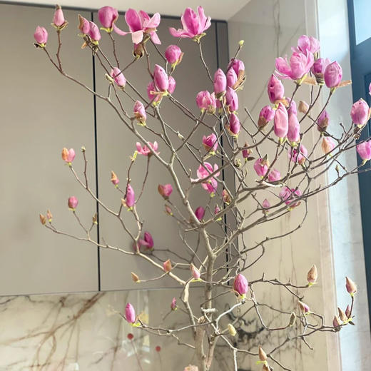 玉兰干枝紫粉色丨草花 商品图3