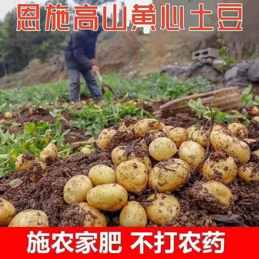 2024新土豆 湖北恩施富硒黄心小土豆2500g HHNY 商品图1