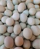 50枚绿皮鸡蛋一箱 商品缩略图1