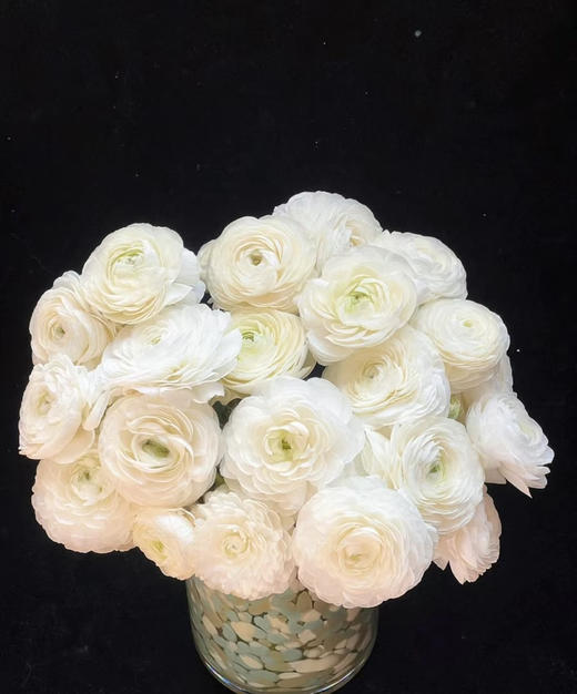 【富贵吉祥】经典版洋牡丹  多色可选  约8-10枝/扎 商品图3