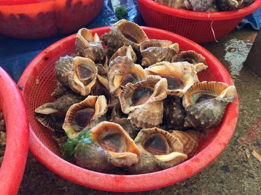 鲜活海螺
切片，葱姜炒，熬粥，凉拌，都可以
口感脆爽 3-5头/斤，3斤/箱 商品图2