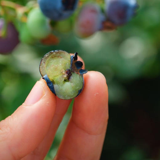 云南花香脆甜蓝莓 商品图5