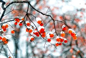  冬日内燥，被这山里散养的柿饼给熨平了——手工制作，自然挂霜 