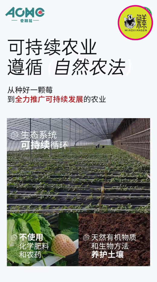 【五色草莓🍓】遇见莓好 基地直发✈️包邮 商品图8