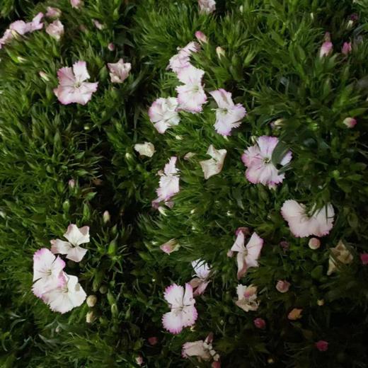 青梅 粉白色 若干支/扎 以实物为准 云南基地发货（价格已包含包装费用） 运费以实际为准，多退少补。 商品图1