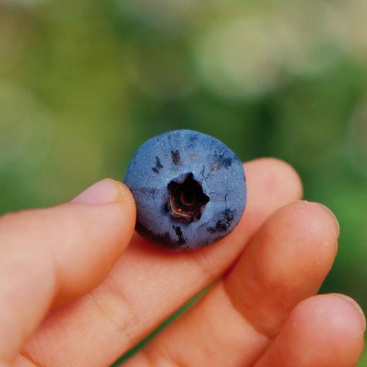 云南花香脆甜蓝莓 商品图7