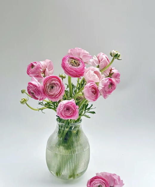 【富贵吉祥】经典版洋牡丹  多色可选  约8-10枝/扎 商品图5