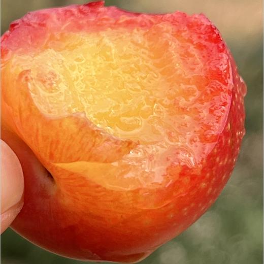 智利樱桃李🍒 樱桃与李子的完美“混血”结合 ，看起来像李子，吃起来比樱桃还甜美😘😘橘黄色果肉娇艳欲滴，咬一口蜜汁四溅，细致脆爽，甜蜜里透着点酸，味道太足了～ 果子最佳熟度，绝味好吃😋😋♥️ 商品图3