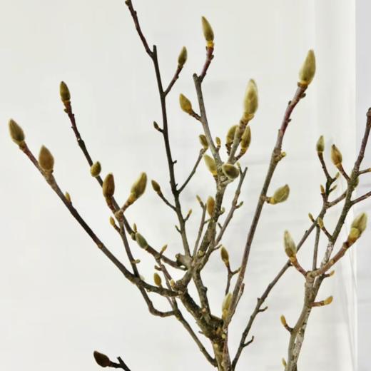 玉兰干枝白色丨草花【超长花材单独发货】 商品图2