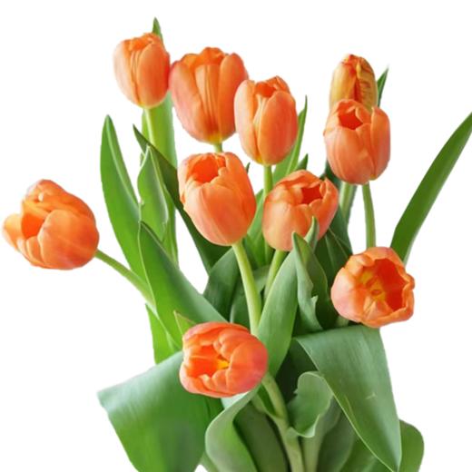 郁金香 橙汁 10支/扎 以实物为准 云南基地发货（价格已包含包装费用）花苞发货花苞发货 商品图0