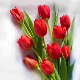 郁金香 红色 10支/扎 以实物为准 云南基地发货（价格已包含包装费用）花苞发货花苞发货