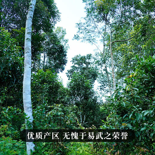 【不足20饼】12月11日上午九点【积分兑换价：130元+50积分】【熊猫普洱青饼】2016年云南易武拼配普洱茶生茶357克/饼 商品图7