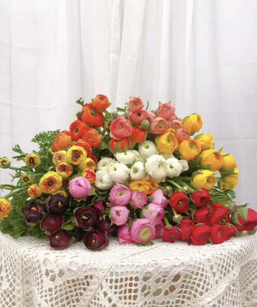 【富贵吉祥】经典版洋牡丹  多色可选  约8-10枝/扎 商品图2