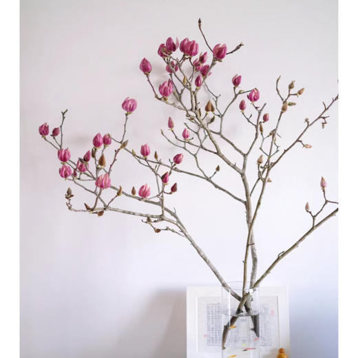 玉兰干枝紫粉色丨草花 商品图2