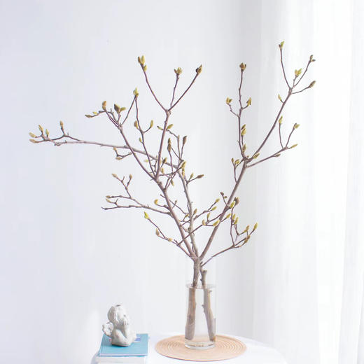 玉兰干枝白色丨草花【超长花材单独发货】 商品图3
