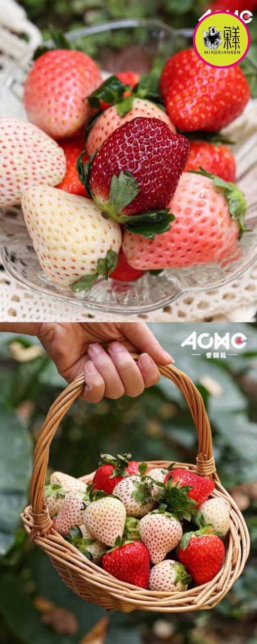 【五色草莓🍓】遇见莓好 基地直发✈️包邮 商品图7