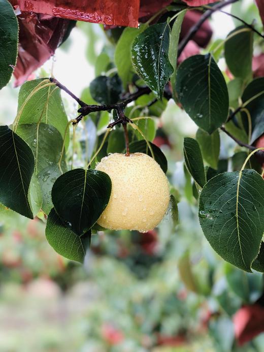 【蜂蜜脆梨宝宝果】皮薄、汁多、酥脆、果香、含糖特高、无公害等特点 商品图1