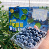 云南花香脆甜蓝莓 商品缩略图3