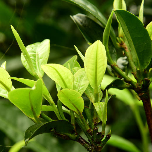 【不足20饼】12月11日上午九点【积分兑换价：130元+50积分】【熊猫普洱青饼】2016年云南易武拼配普洱茶生茶357克/饼 商品图9