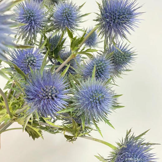 刺芹情人果丨配果 商品图0