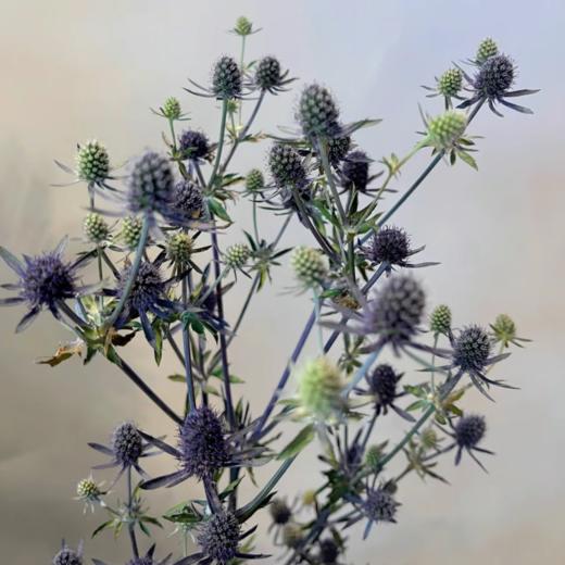 刺芹情人果丨配果 商品图2