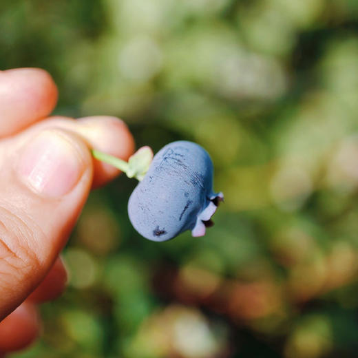 云南花香脆甜蓝莓 商品图11